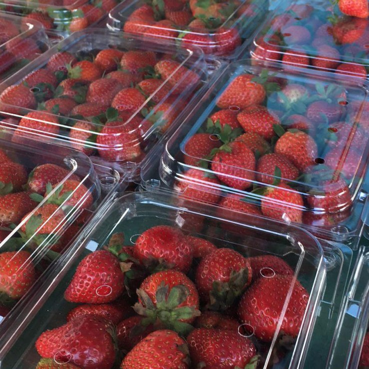 Strawberries in plastic trays
