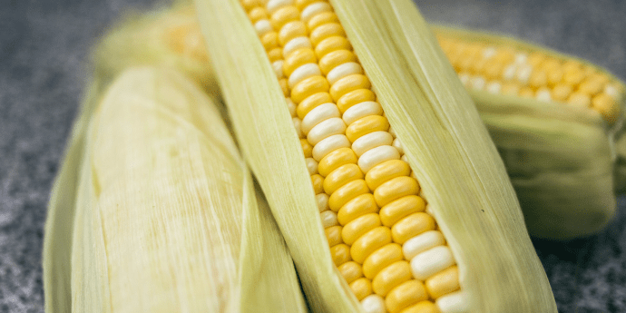 corn in its husk