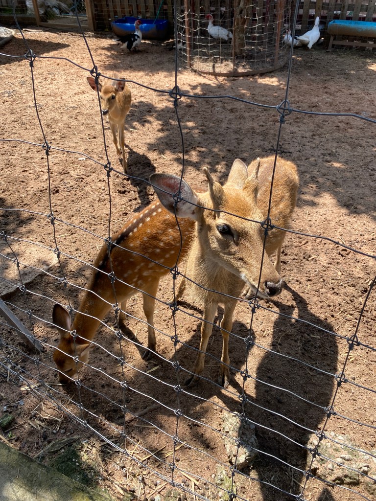 Deers at a sheep farm