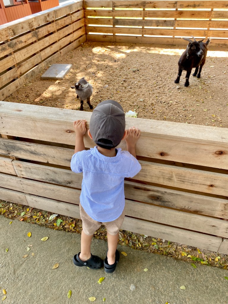 Little boy watching goats