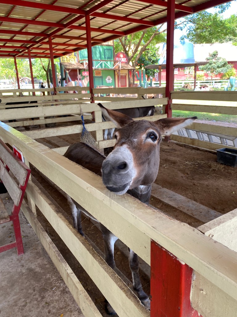 A smiling donkey