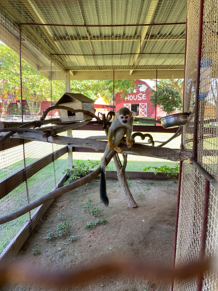 Monkey preparing to jump