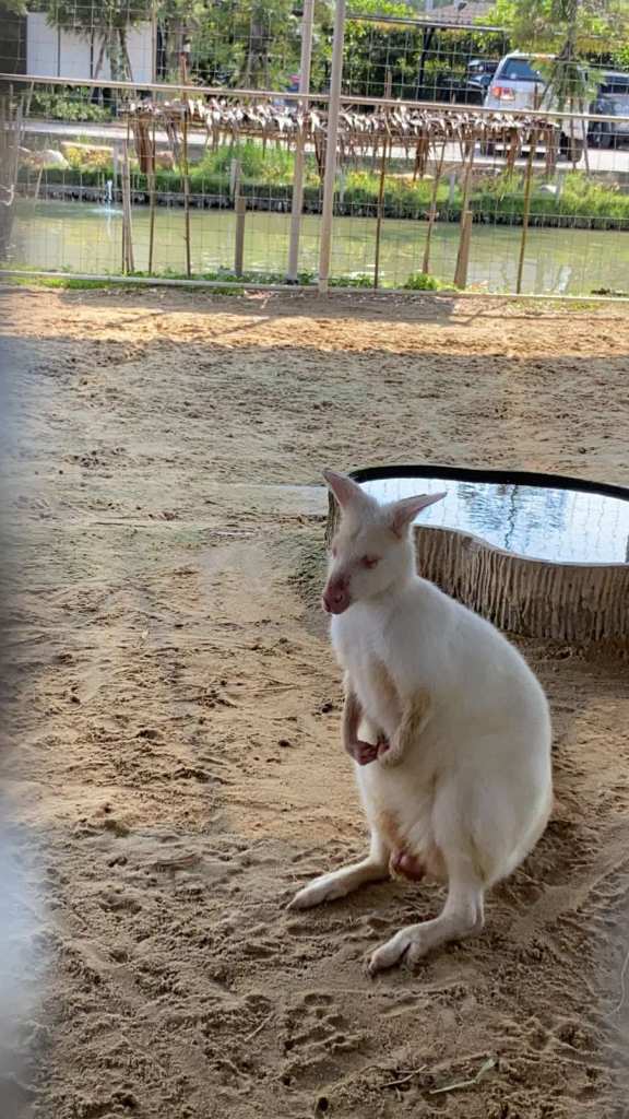 Albino Wallaby at Say Hay CAfe
