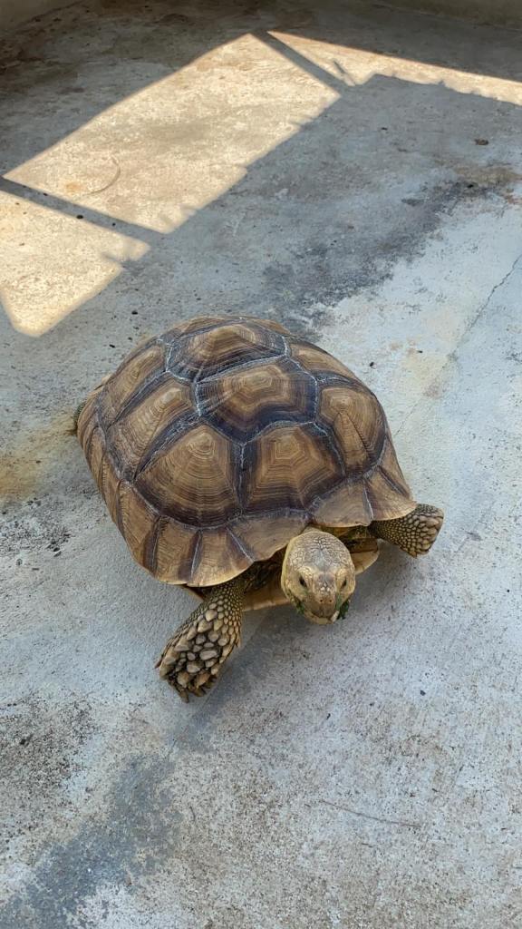 Turtle eating leaves