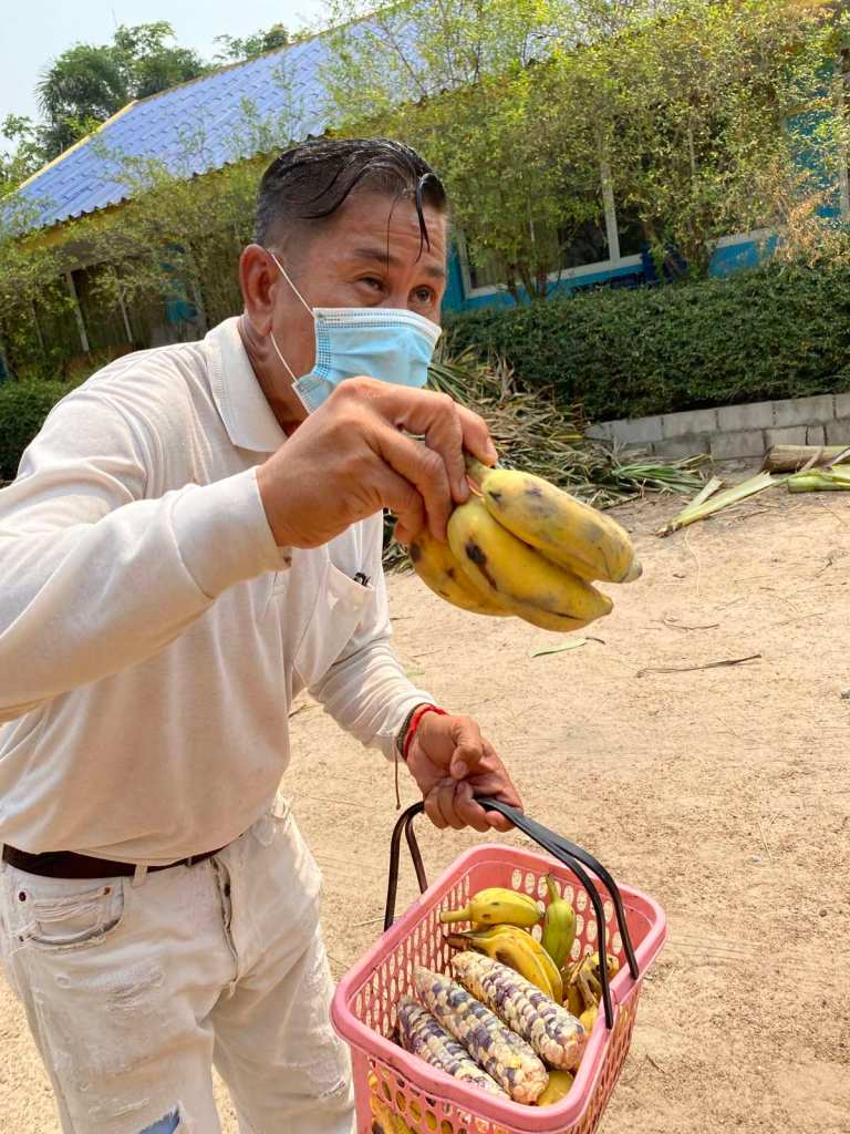 A mahout showing visitors how to feed elephants