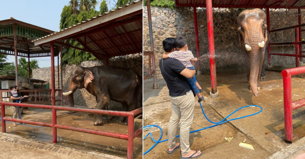 Showering Boon Mee the elephant