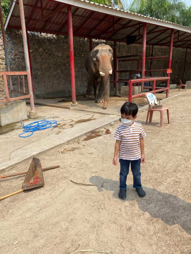 Little boy visiting Hutsadin Elephant Foundation