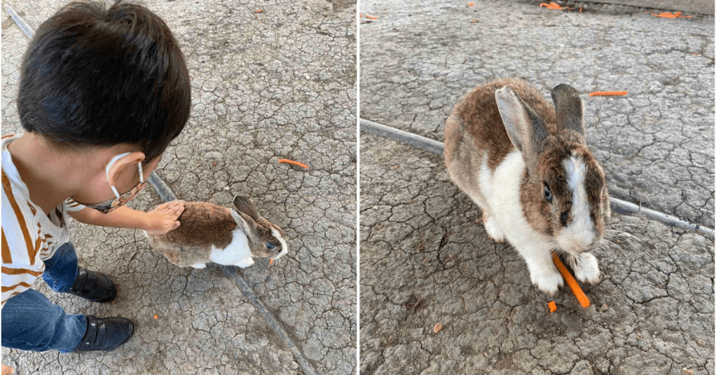 Petting and feeding the bunnies