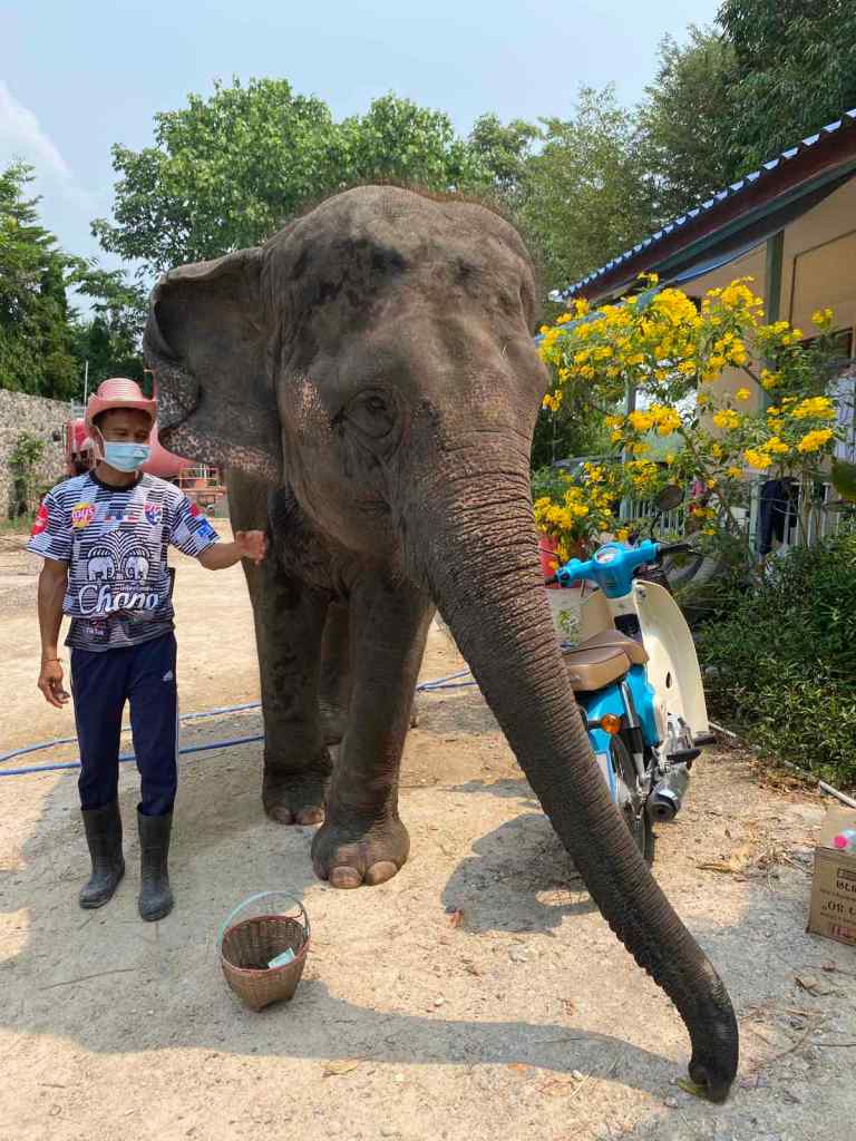 Songkran the elephant at hutsadin elephant foundation