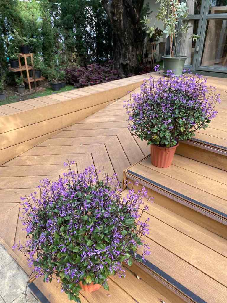 potted purple flowers